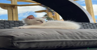 Ragdoll cats in Bishop Auckland - Advert 6