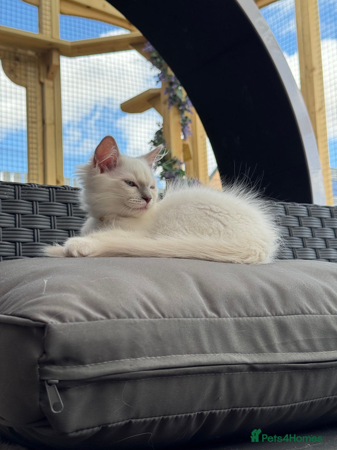 Ragdoll cats for sale: GCCF Lilac Ragdoll Kitten 1 remaining - Reduced in Bishop Auckland - Image 2