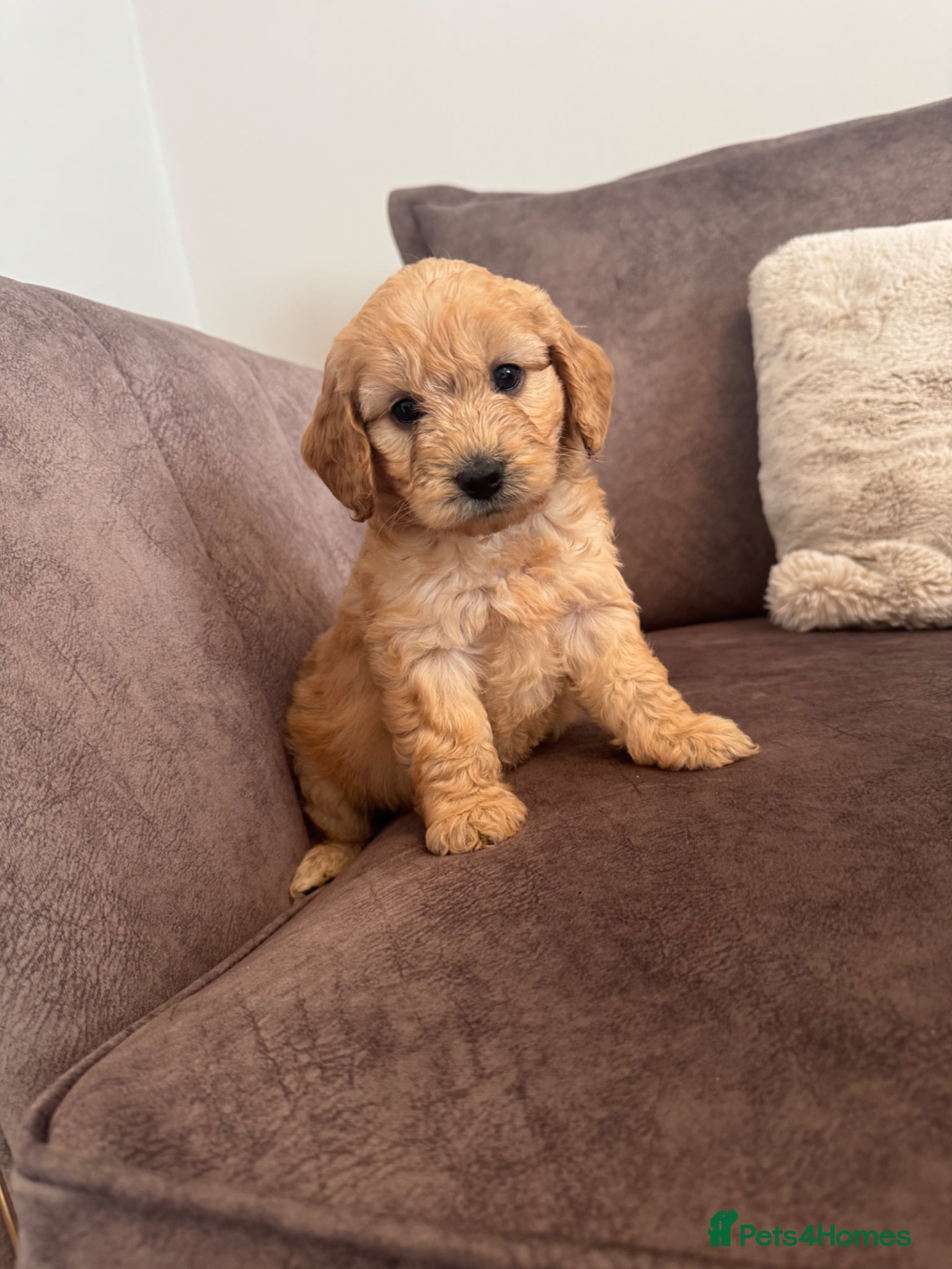 Cockapoo dogs Cockapoo - Advert 7