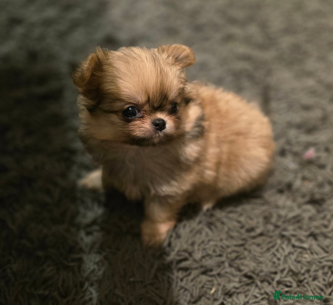 Pomchi dogs for sale: Xx Gorgeous pomchi puppies Xx - Advert 17