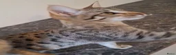 Savannah cats for sale: TICA SBTF7 Silver girl Europa very freindly speyed - Advert 5
