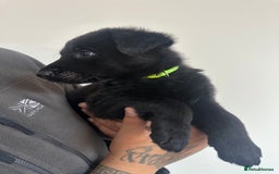 German Shepherd dogs for sale: Working line black GSD puppies - Image 5