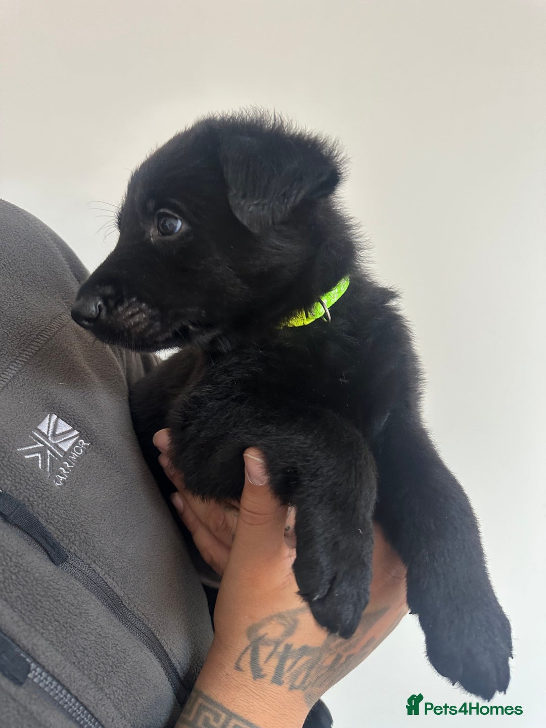 German Shepherd dogs for sale: Working line black GSD puppies - Image 5