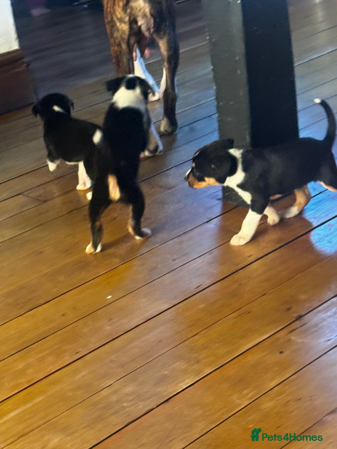 Mixed Breed dogs for sale: Pups for sale  - Advert 16