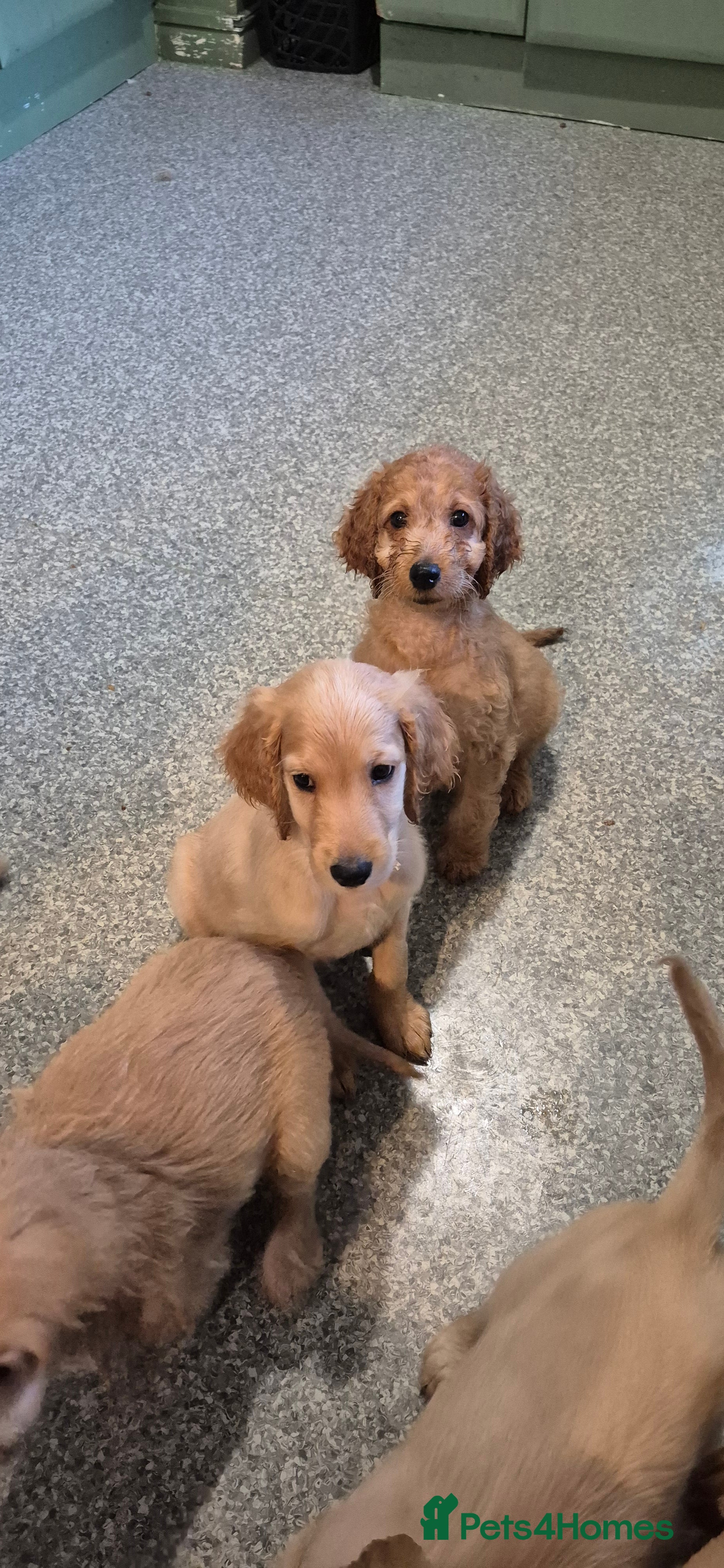 Irish Doodle dogs Beautiful Irish doodles for sale - Advert 1