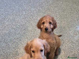 Irish Doodle dogs Beautiful Irish doodles for sale - Advert 1