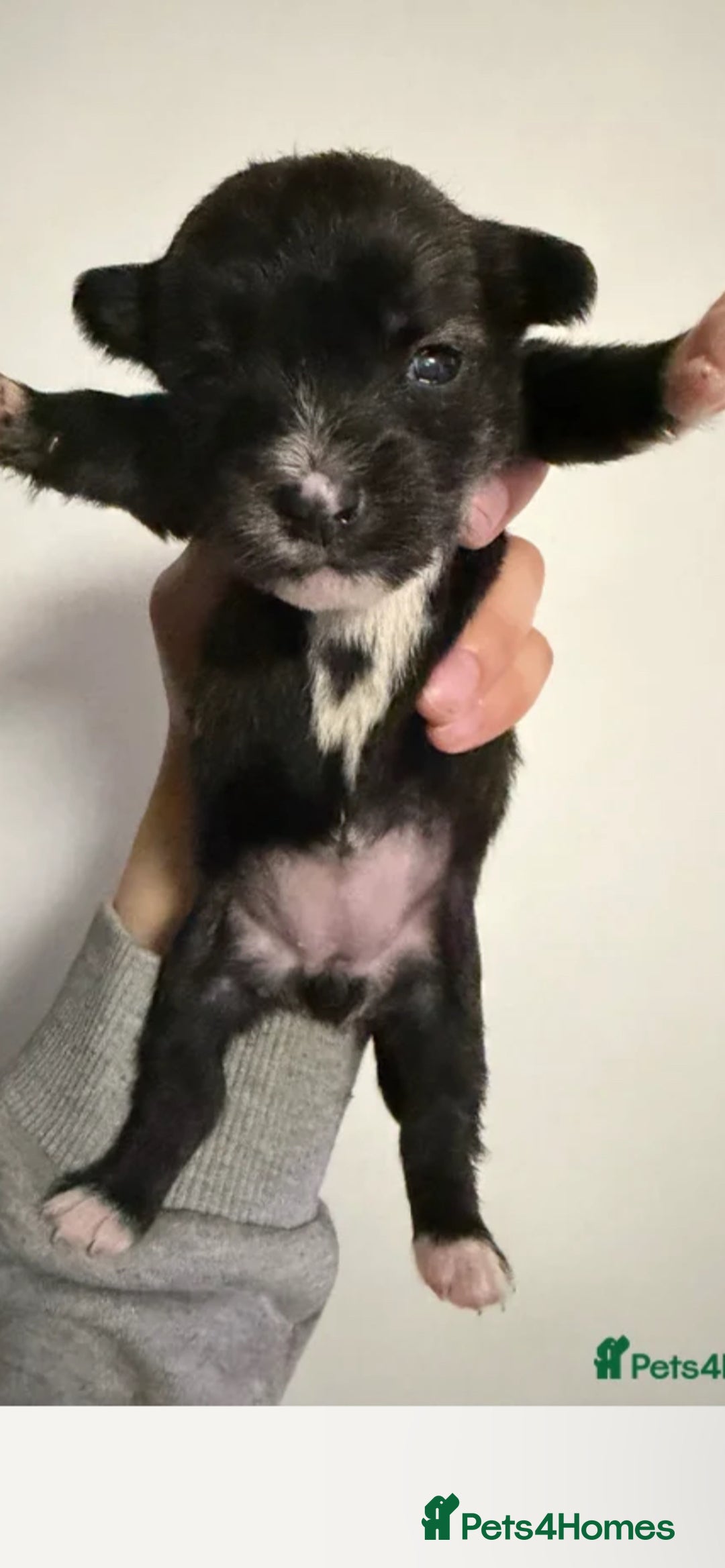 Mixed Breed dogs for sale: Seeking Help in Exchange for Puppy - Advert 5