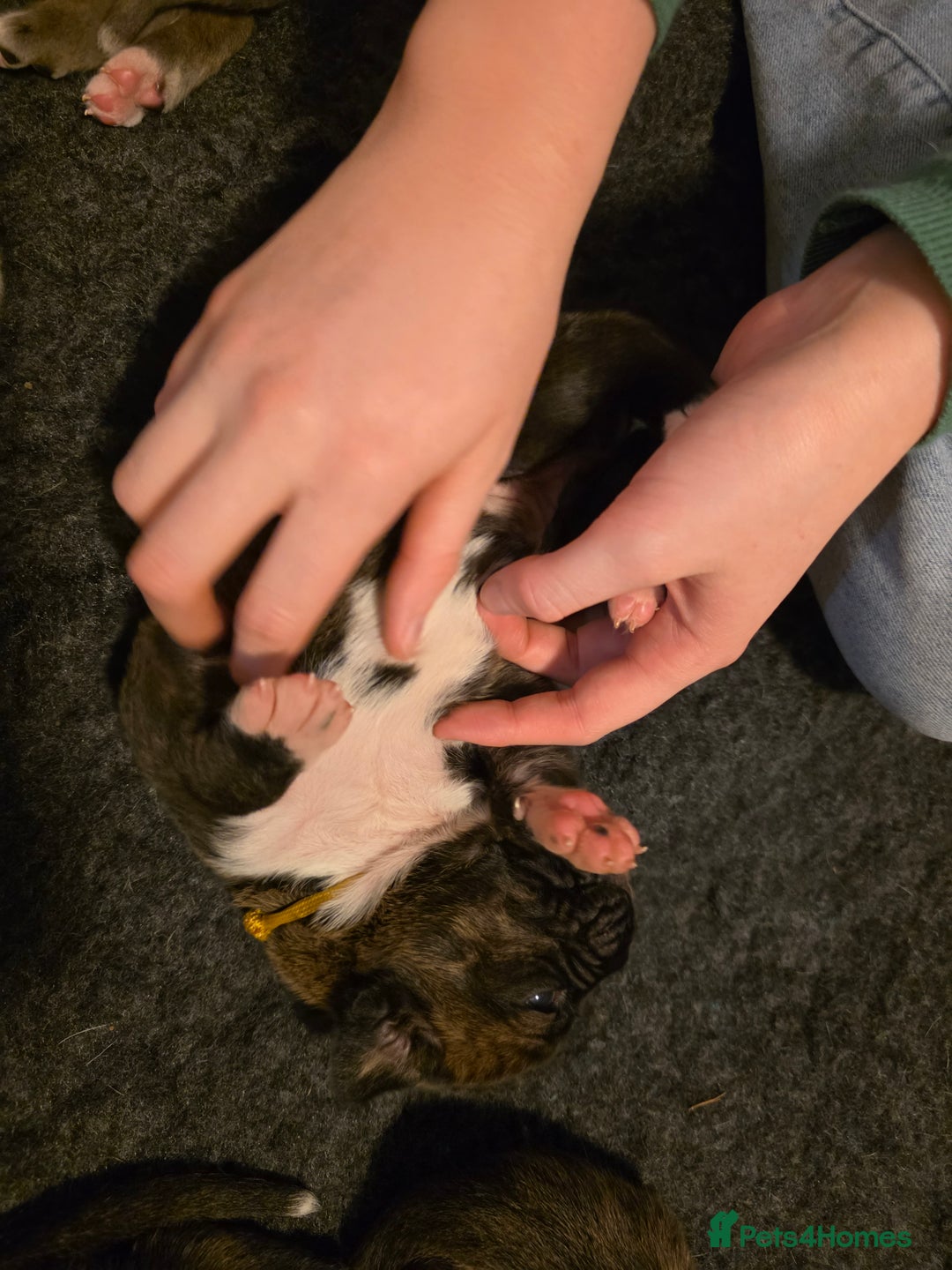 Boxer dogs for sale: Very unusual & Rare Boxer cross - Advert 32