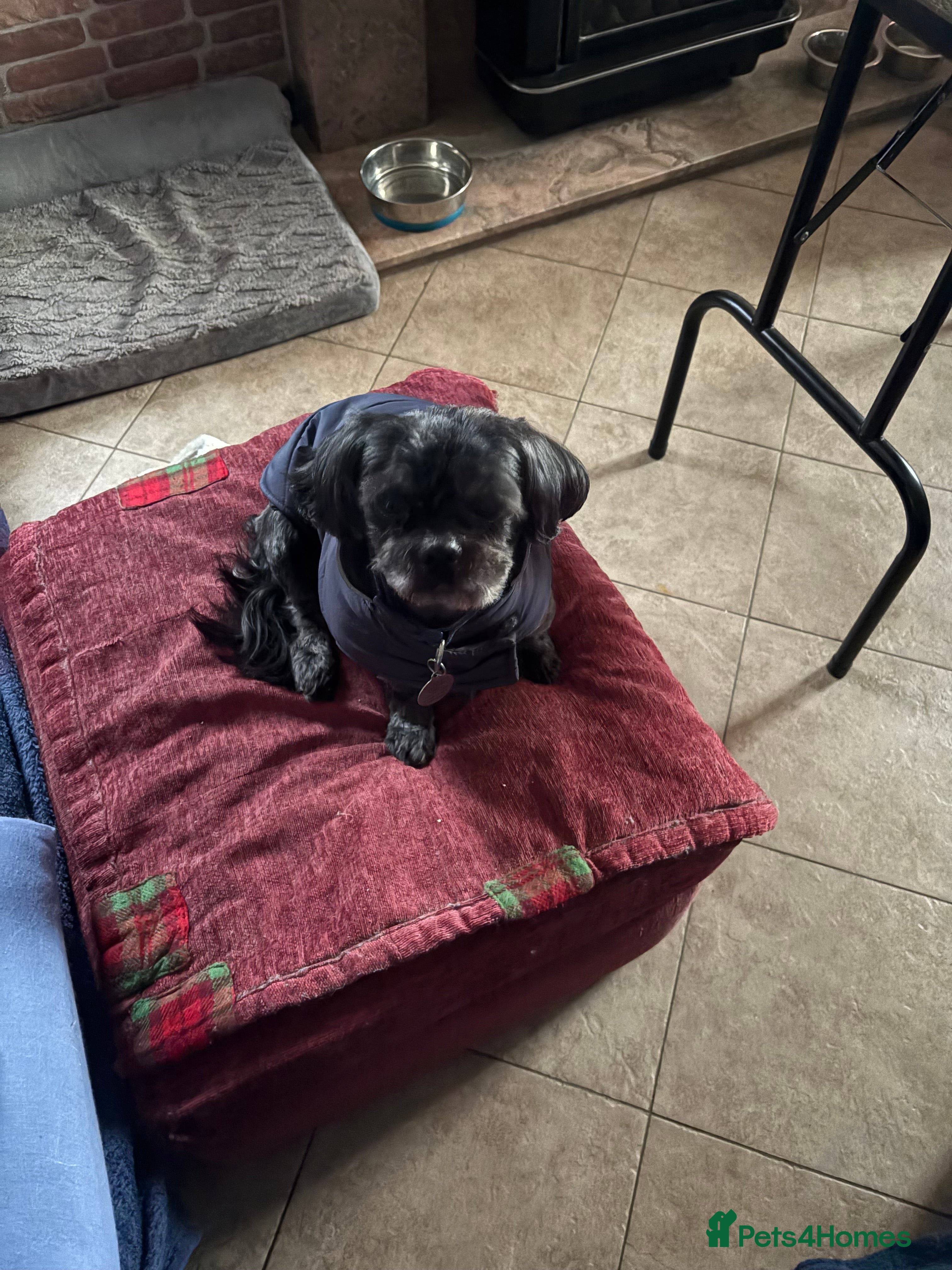 Shih Tzu dogs KC Black Zorro for stud - Advert 6