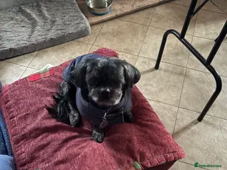 Shih Tzu dogs KC Black Zorro for stud - Advert 6