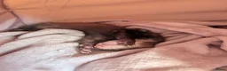 Ferret rodents for sale: 9 week old male ferrets - Advert 2
