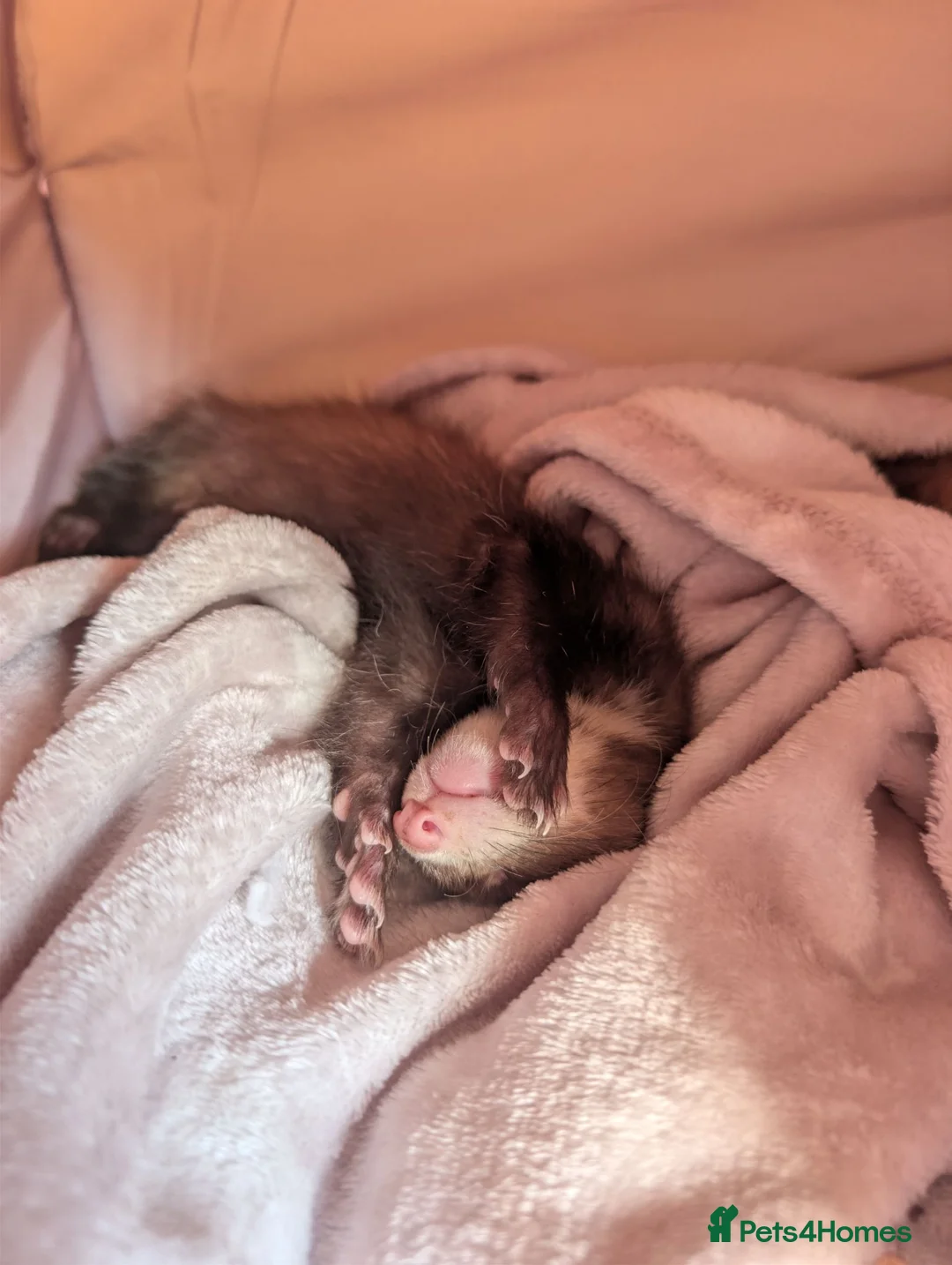 Ferret rodents for sale: 9 week old male ferrets - Advert 2