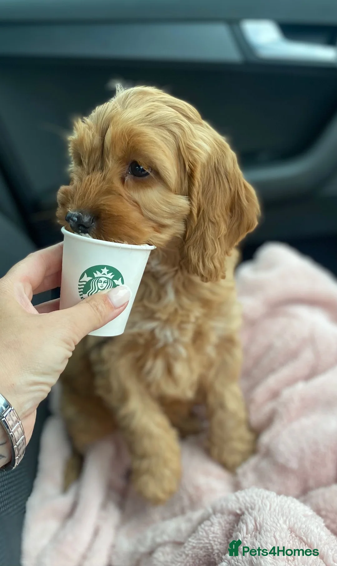 Cockapoo dogs for sale: Cute as can be Cockapoos - Advert 1