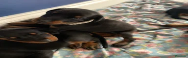 Dobermann 1