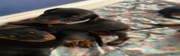 Dobermann dogs for sale: KC Registered big and strong Doberman puppies!! - Advert 16