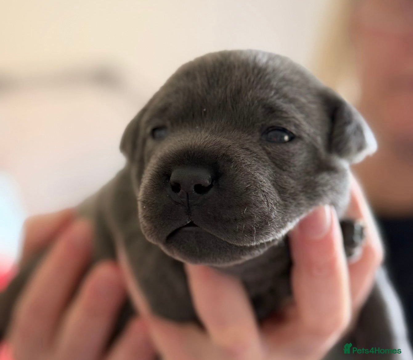 Staffordshire Bull Terrier dogs 🎖️Scuba_staffies. VALGLO x BRONSON lines 🎖️ - Advert 16