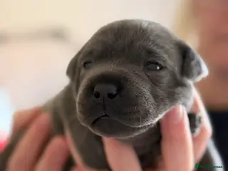 Staffordshire Bull Terrier dogs 🎖️Scuba_staffies. VALGLO x BRONSON lines 🎖️ - Advert 16