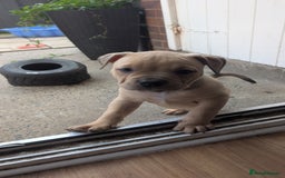 Mixed Breed dogs for sale: Beautiful pups with stunning markings  - Image 33