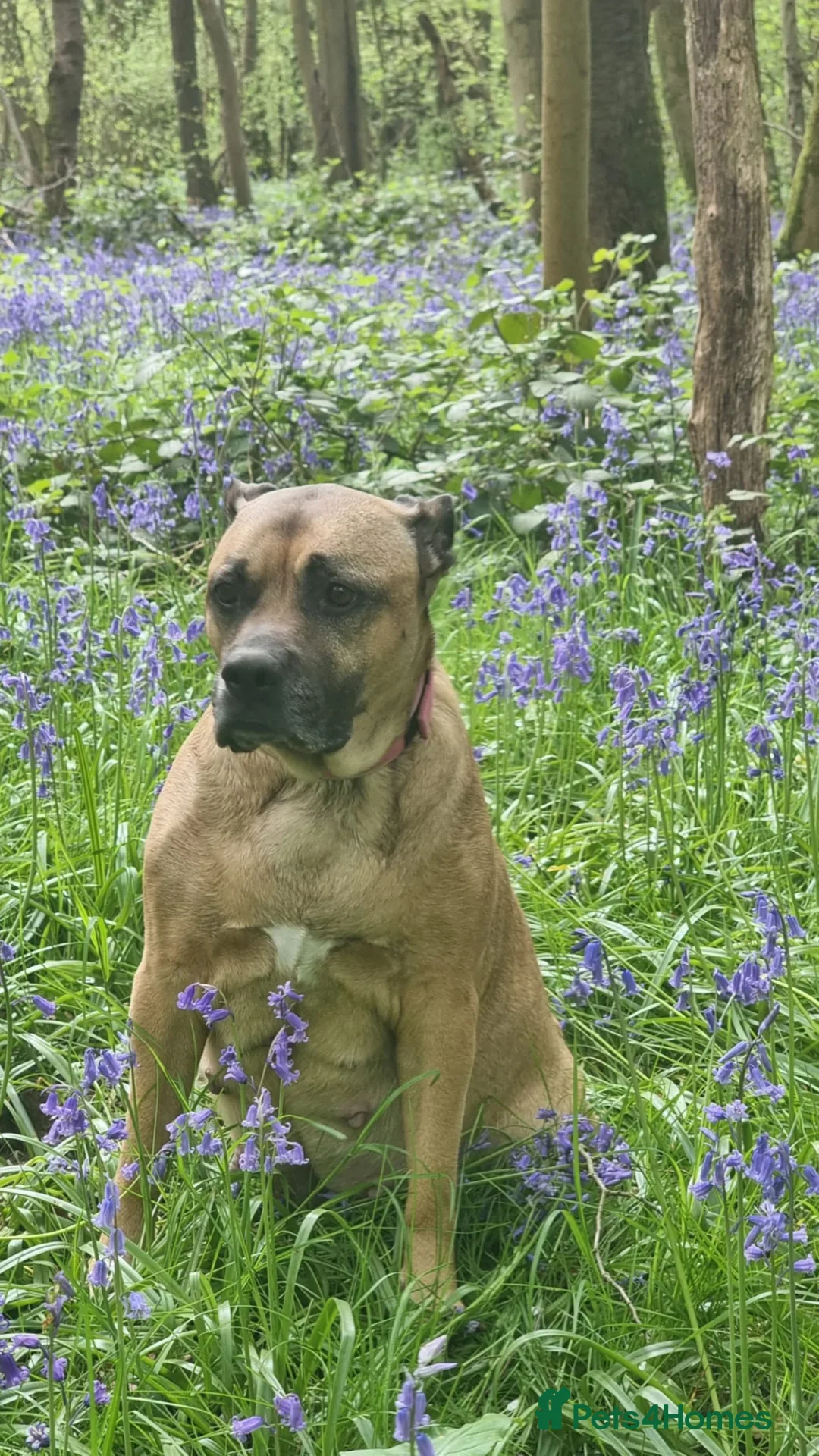 Mixed Breed dogs for sale: CANE COLLIE hybrid  - Advert 7