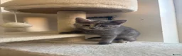 Mixed Breed cats for sale: Beautiful Bengal Mix Kittens Ready to go🐾 - Advert 29