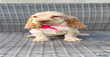 Cocker Spaniel dogs - Advert 16