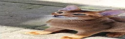 Abyssinian cats for sale: Abyssinian Kitten - Advert 3