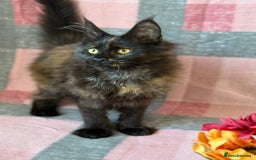 Maine Coon cats for sale: European Blood Lines GCCF Reg Main Coon Kittens  - Image 11