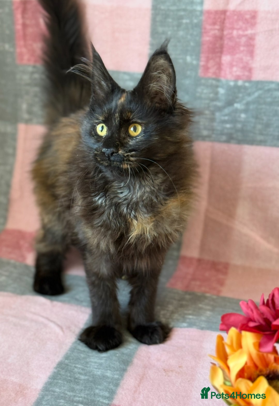 Maine Coon cats for sale: European Blood Lines GCCF Reg Main Coon Kittens  - Image 11