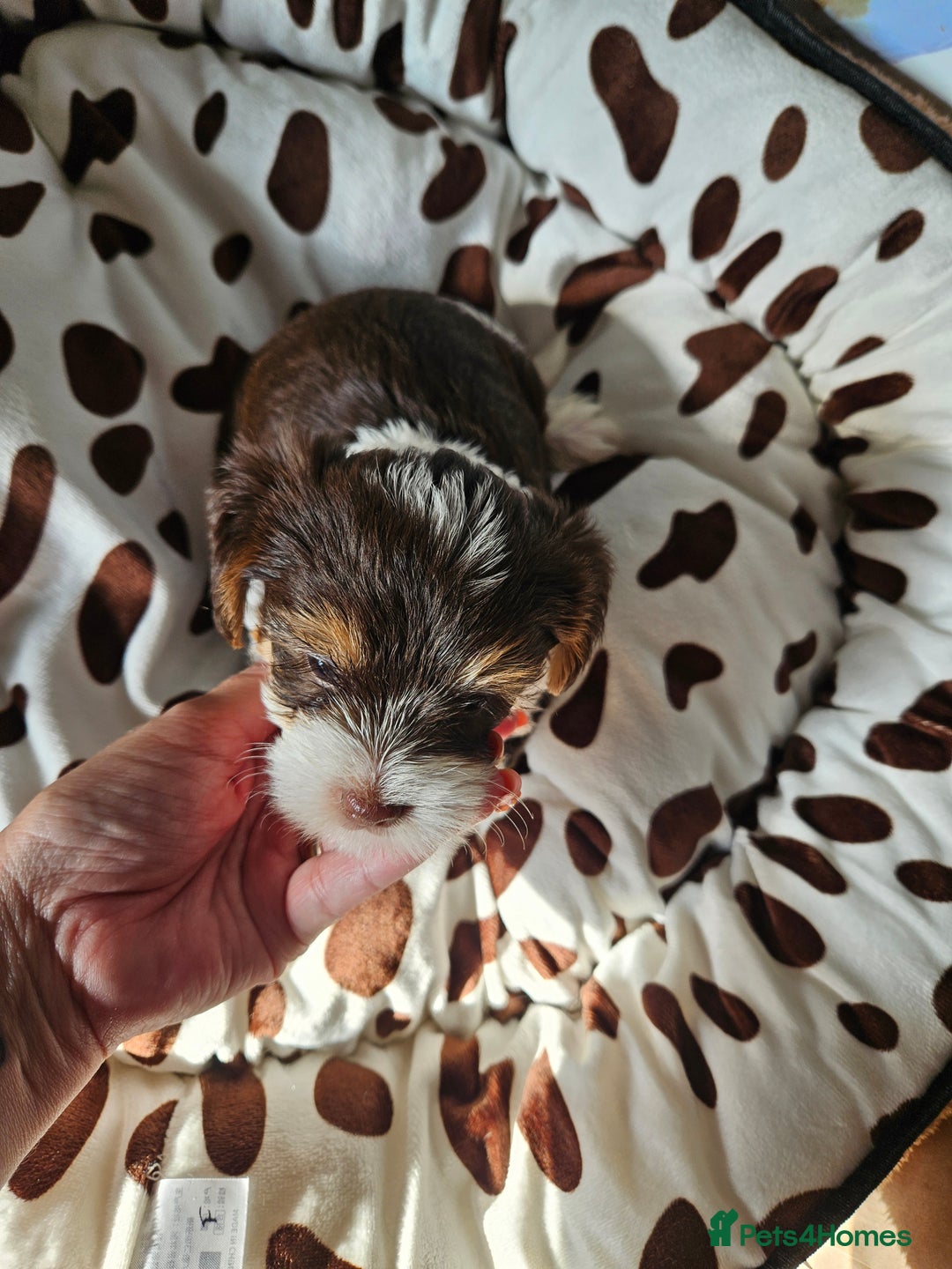 Yorkshire Terrier dogs for sale: DNA TESTED Father - Yorkshire Terrier puppies  - Image 27