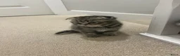 Scottish Fold cats for sale:  Rare Scottish Fold kittens ✨ - Advert 9
