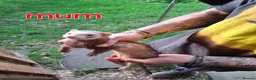 Ferret rodents for sale: Baby boy ferrets for sale in Oakham - Advert 7