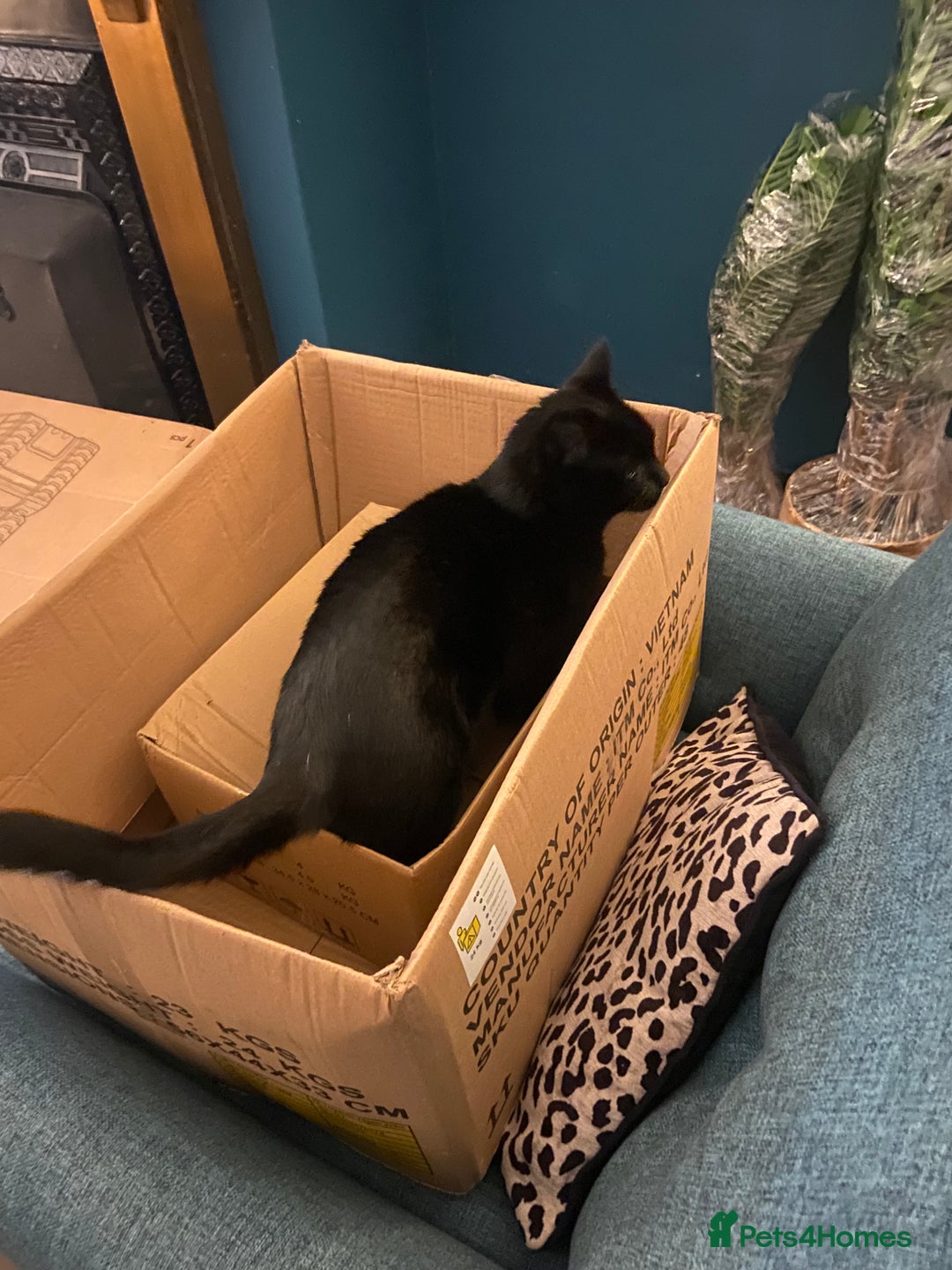 Domestic Shorthair cats for sale: Sergio - loving and affectionate cat - Image 5