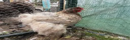 Chickens poultry for sale: Rare Breed Exhibition Blue LF Cochin pair or trio - Advert 7
