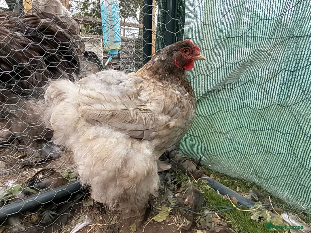 Chickens poultry for sale: Rare Breed Exhibition Blue LF Cochin pair or trio - Advert 7