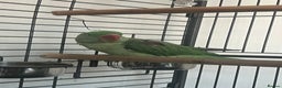 Parakeets birds for sale: Alexandrine parrot Ring neck  - Advert 1