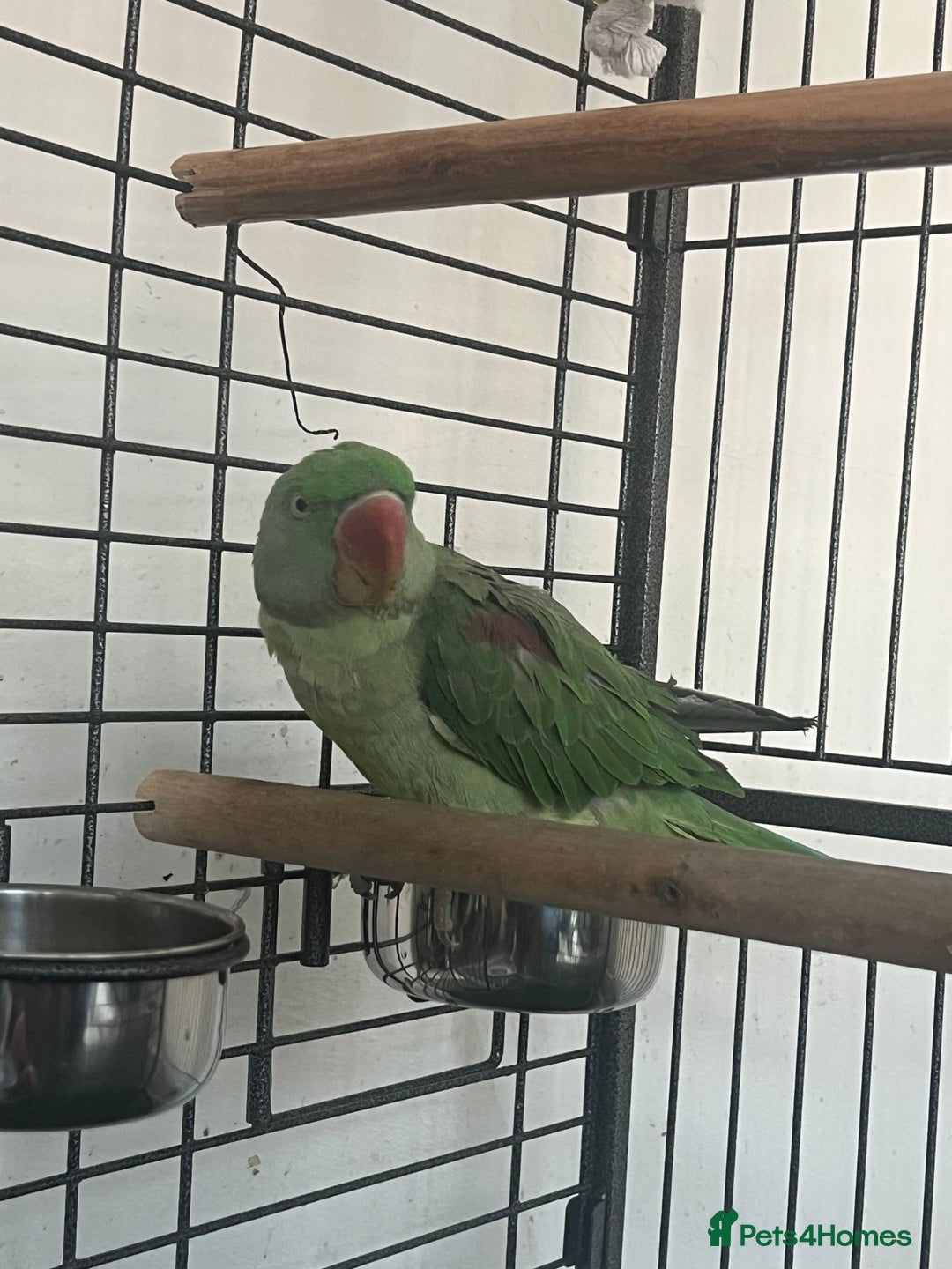 Parakeets birds for sale: Alexandrine parrot Ring neck  - Advert 1