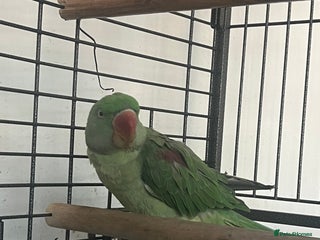 Parakeets birds Alexandrine parrot Ring neck - Advert 1