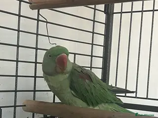 Parakeets birds SOLD - Advert 7