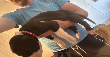 Great Dane dogs - Advert 12