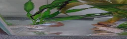 Bettas fish for sale: Platinum golden male betta - Advert 2