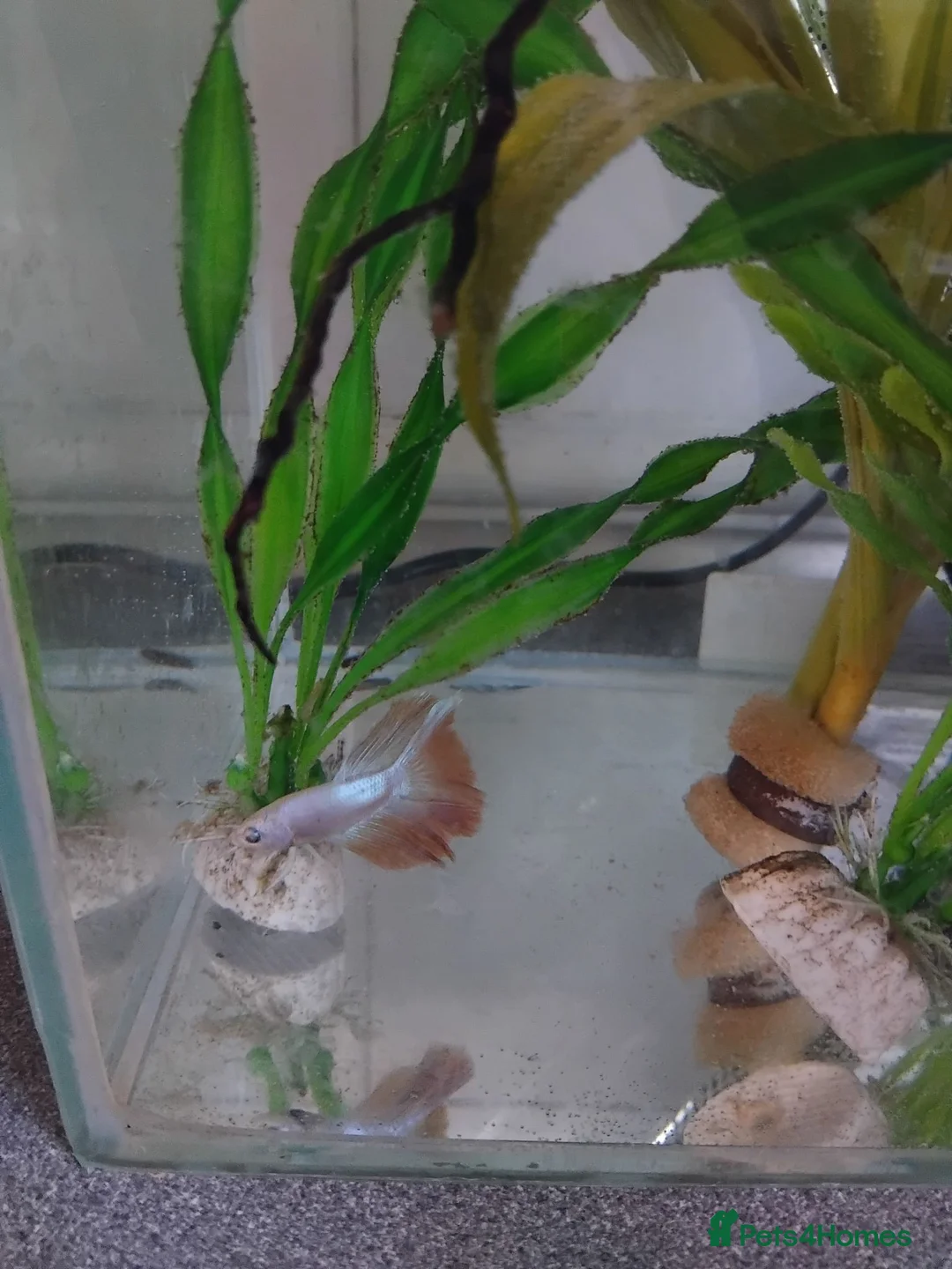 Bettas fish for sale: Platinum golden male betta - Advert 2