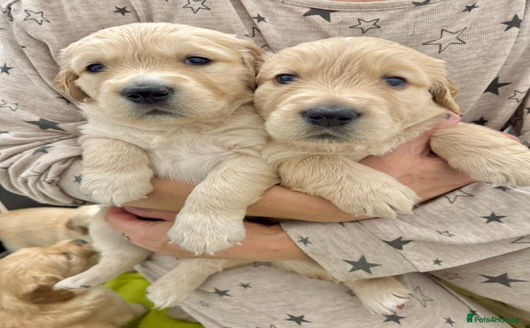Golden Retriever dogs - Advert 10