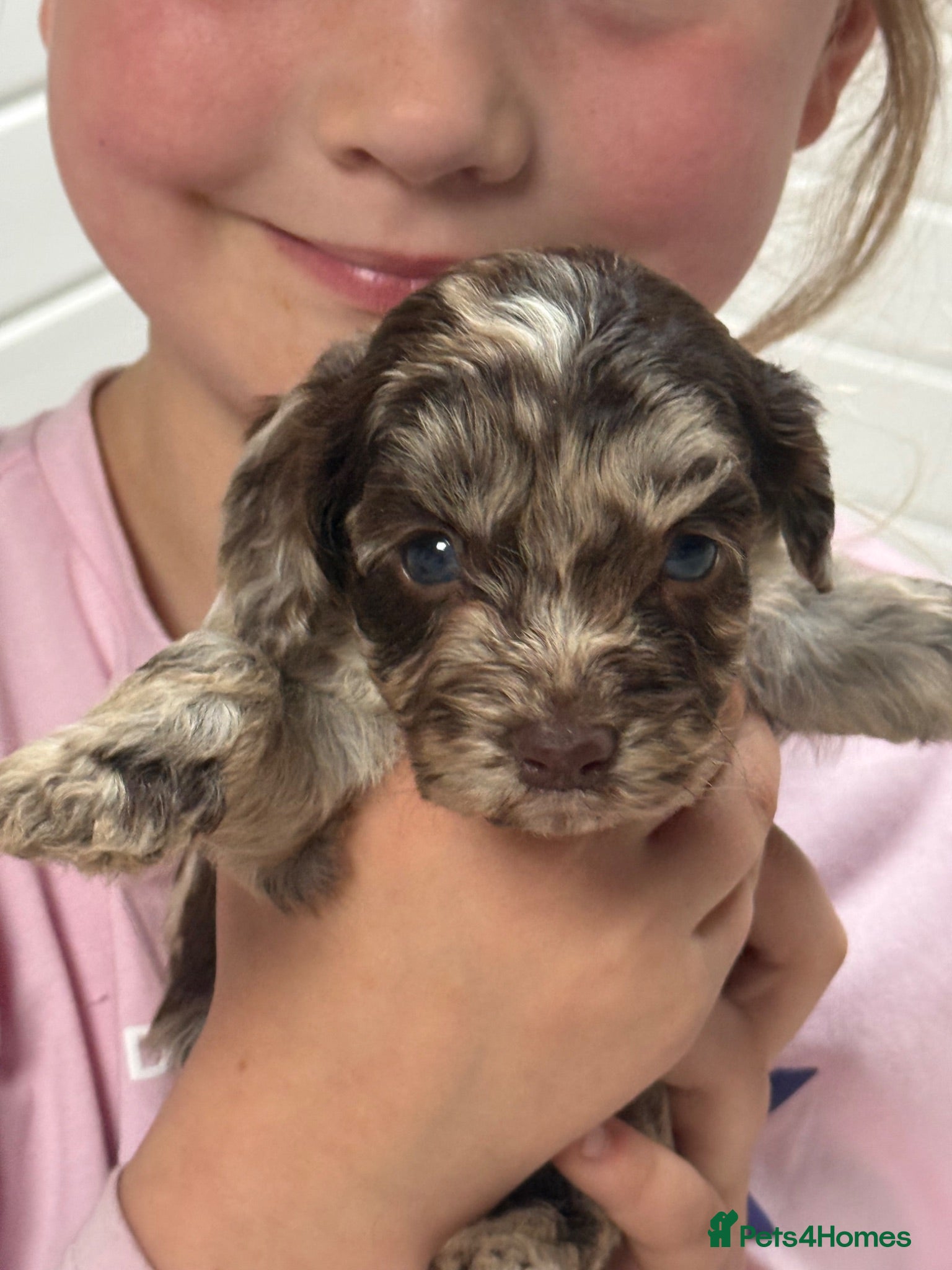 Cockapoo dogs F1 Cockapoo pups - Advert 4