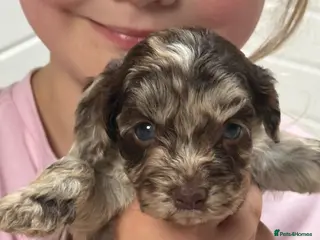 Cockapoo dogs F1 Cockapoo pups - Advert 4