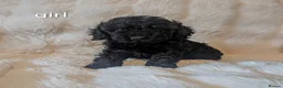 Cavapoo dogs for sale: RARE CHOCOLATE CÀVAPOOs - Advert 9