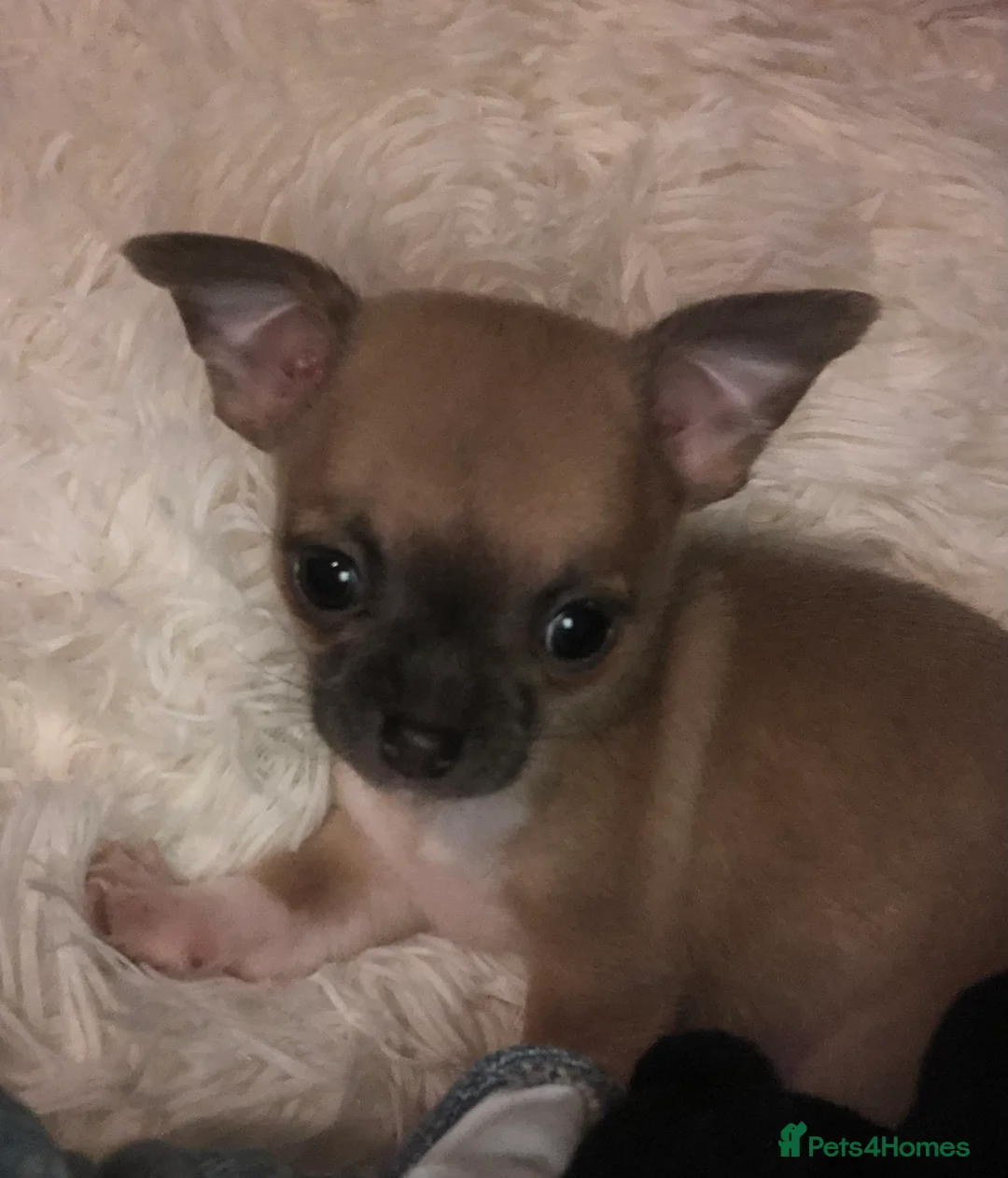 Chihuahua dogs for sale: Long haired and short haired chihuahua puppies - Advert 16
