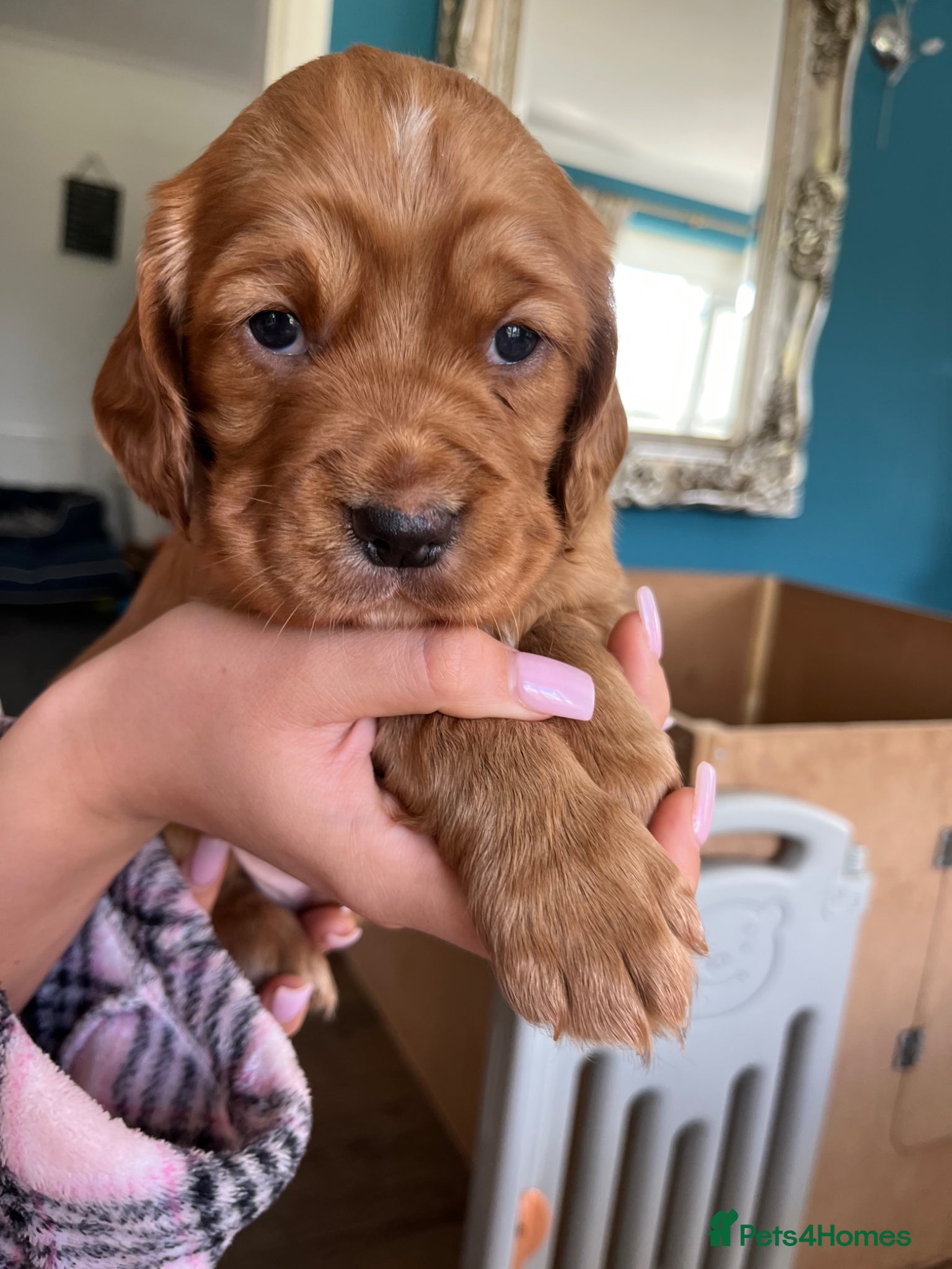 Cocker Spaniel dogs Adorable cocker Spaniel Puppy - Advert 1