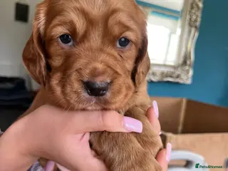 Cocker Spaniel dogs Adorable cocker Spaniel Puppy - Advert 1