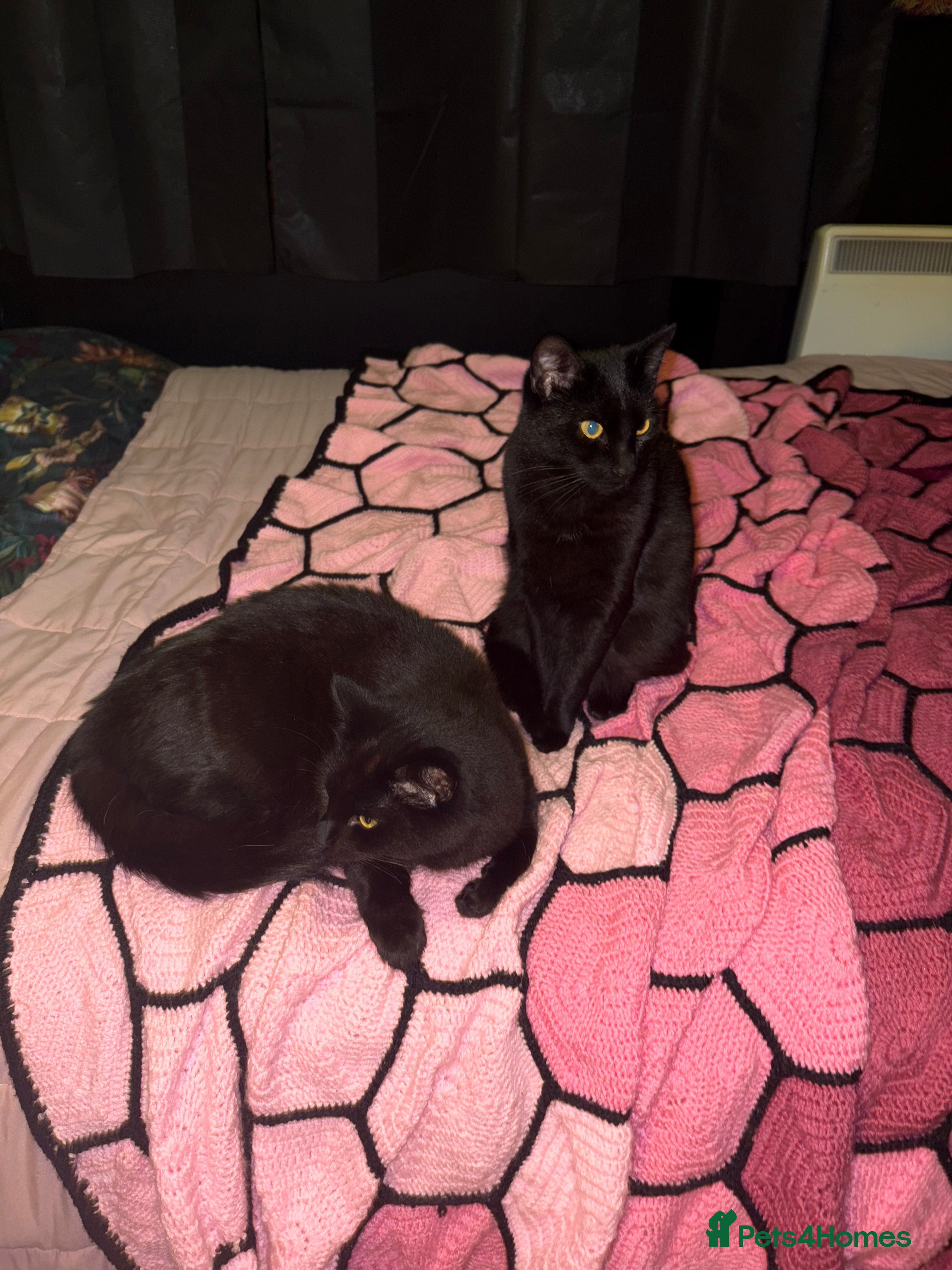 Domestic Shorthair cats 2 brother cats, 1 year old  - Advert 2