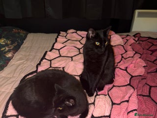 Domestic Shorthair cats 2 brother cats, 1 year old - Advert 6